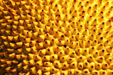 The spiky skin of a durian.
