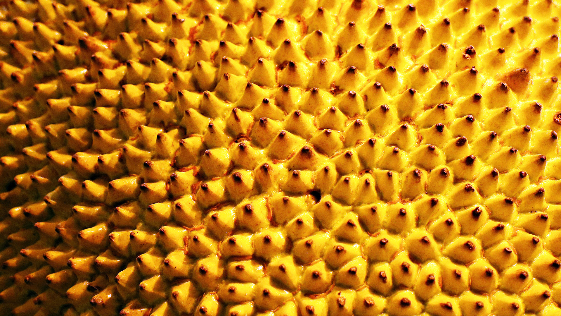 The spiky skin of a durian.