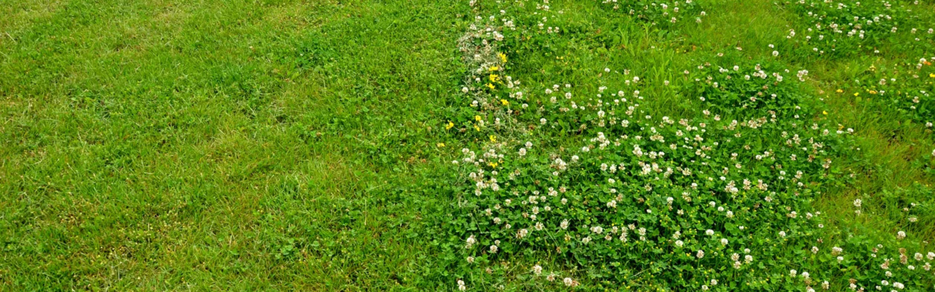 Clover-and-Grass-Comparison