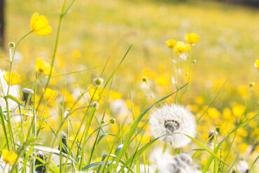 Various weeds of white dandelions tufts and small yellow flowers amongst long grass on a sunny day