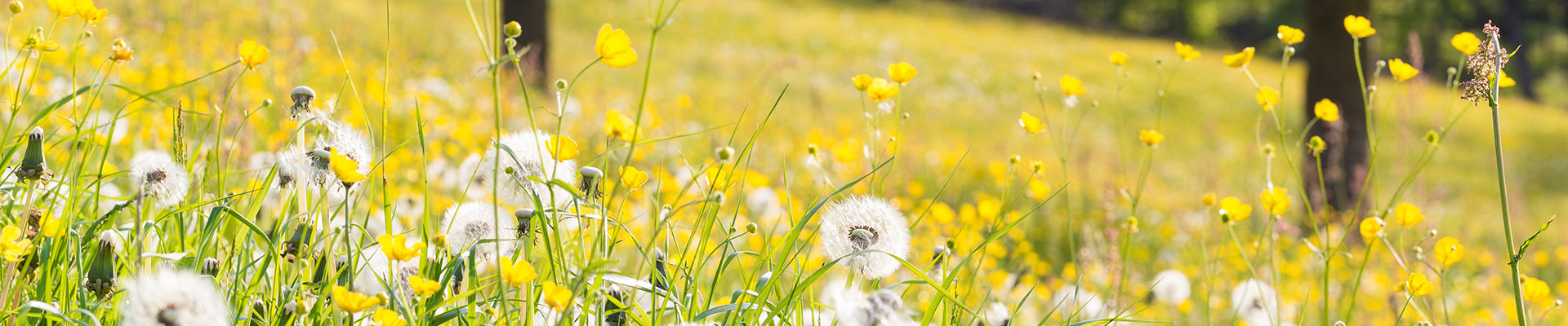 Various weeds of white dandelions tufts and small yellow flowers amongst long grass on a sunny day