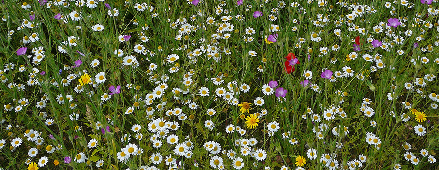 Wildflowers-2