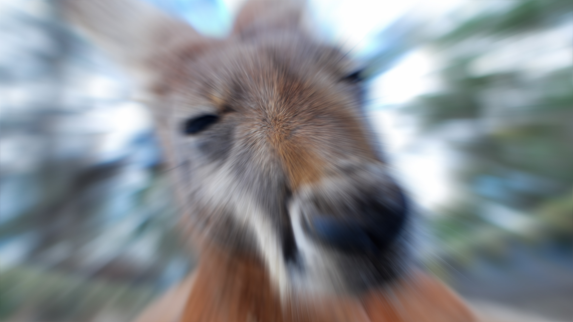 Blurred kangaroo face
