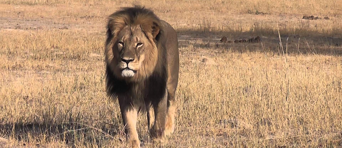 Zimbabwe lift hunting ban