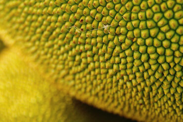 Durian has a yellowish-spiky skin.
