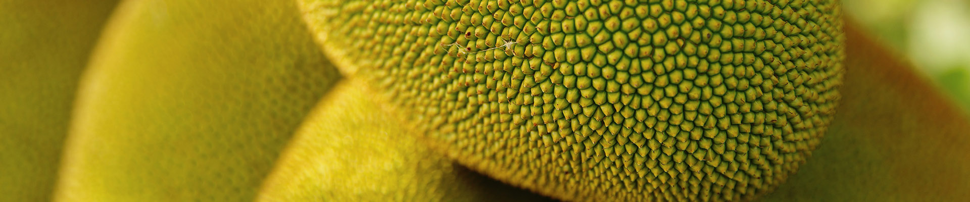 Durian has a yellowish-spiky skin.