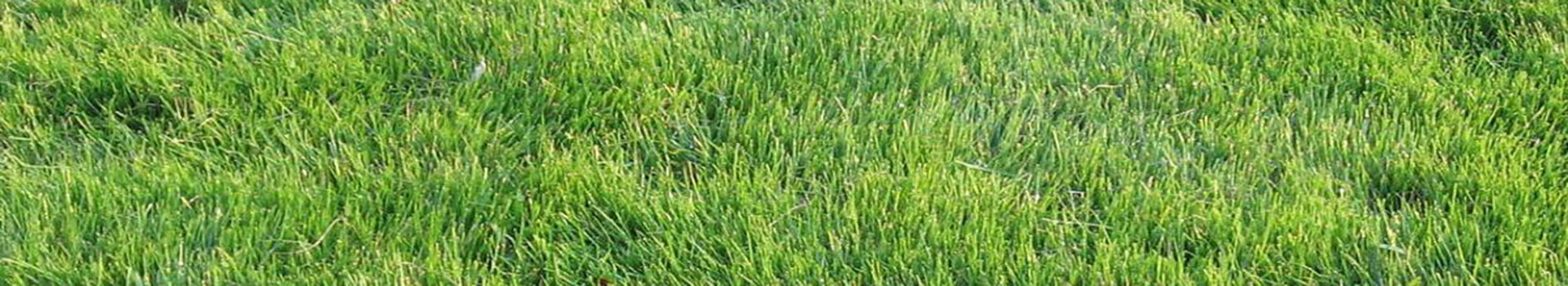 Grass-Banner